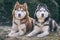 Portrait of two Siberian husky dogs in winter European Park. Dogs lie on the grass covered with frost. Sunny cold morning.