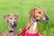 Portrait of two Sighthound Azawakh