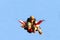 Portrait of two skydivers in action