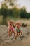 portrait of two small cute puppy Hungarian pointing dog, vizsla stay on sand. field on background