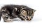 Portrait of a two-weeks-old brown striped kitten on a white background, shallow depth focus