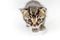 Portrait of a two-weeks-old brown striped kitten on a white background, shallow depth focus