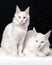 Portrait of two white American Longhair Cats on black and white background