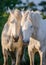 Portrait of two White Camargue horses. Parc Regional de Camargue. France. Provence.