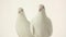 Portrait two white doves