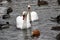 Portrait of two white swans and other birds on water