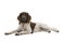 Portrait of a two year old female small munsterlander dog heidewachtel lying down isolated on a white background
