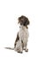 Portrait of a two year old female small munsterlander dog heidewachtel sitting isolated on a white background