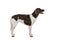 Portrait of a two year old female small munsterlander dog heidewachtel staning side ways isolated on a white background
