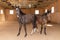 Portrait two young brown horses in a wooden stable, natural light.Closeup.Two brown native horses indoors