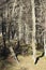 Portrait of two young chamois goats in a forest grove in the mountains on a bright sunny day