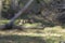 Portrait of two young chamois goats in a forest grove in the mountains on a bright sunny day