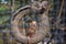 Portrait of two young Hamadryas baboons Papio hamadryas jumping on the tyre