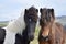 Portrait of two young Icelandic horses. Pinto and bay.