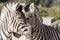 Portrait of about two zebras