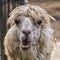 Portrait of an ugly alpaca