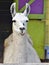 Portrait of an ugly alpaca Vicugna pacos