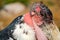 Portrait of an ugly Marabou stork head, bald and red with large