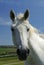 Portrait of an unbridled Arabian White horse