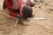 Portrait of unidentified young Maasai warriors shows how to make fire