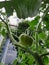 A portrait of a unripe beef or beefsteak tomato still hanging from the branch of the plant or bush. The vegetable is still growing