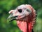 Portrait of an unusual bird. Young Turkey close