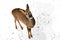 Portrait from the upper angle of a little wild fawn on a snowy b