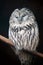 Portrait of an Ural Owl