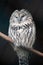 Portrait of an Ural Owl