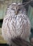 Portrait of Ural Owl