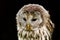 Portrait Ural Owl, Strix uralensis, a nightbird