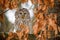 Portrait of ural owl, Strix uralensis, perched on old oak tree covered by wet orange leaves. Beautiful grey owl in nature habitat