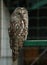 Portrait of Ural Owl, Strix uralensis, through zoo cage.