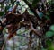 Portrait of Uroplatus phantasticus, the satanic leaf-tailed gecko in Fianarantsoa Ranomafana National Park,madagascar