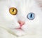 Portrait of a varicoloured eyes white cat