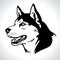 Portrait vector illustration of Siberian Husky dog