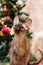 Portrait of velour sphynx cat on a background of Christmas tree with decorations and lights