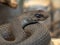 Portrait of a Venomous, Eastern Montpellier Snake, Malpolon insignitus