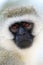Portrait of a vervet monkey