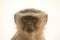 Portrait of Vervet monkey
