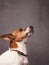 Portrait of a very alert Jack Russell Terrier on a grey studio background