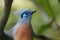 Portrait of very attractive bird, Crested coua, Coua cristata, endemic to Madagascar. Gray and blue colored with white-tipped