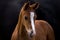 Portrait of a very beautiful, awesome chestnut foal