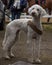 Portrait of a very cute and fluffy Bedlington terrier