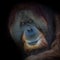 Portrait of very old Asian orangutan on black background