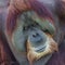 Portrait of very old Asian orangutan posing at front