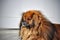 Portrait of a very sad shaggy red Pekingese dog