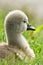 Portrait of a very small and fluffy little fledgling of a swan, just slipped, newborn,  in profile with many details