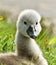 Portrait of a very small and fluffy little swan, just squabbled, newborn,  looking directly into the camera with many details