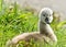 Portrait of a very small and fluffy little swan, just squabbled, newborn,  looking directly into the camera with many details